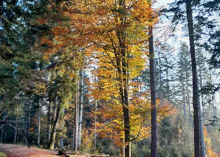 Haus Am Goldsteig - Zentral, Ruhig Stadtnah - Anbindung - Biergarten Und Pizzeria Direkt Vor Der Tuer Appartement Salzweg